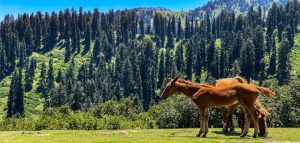 kalam swat trip package