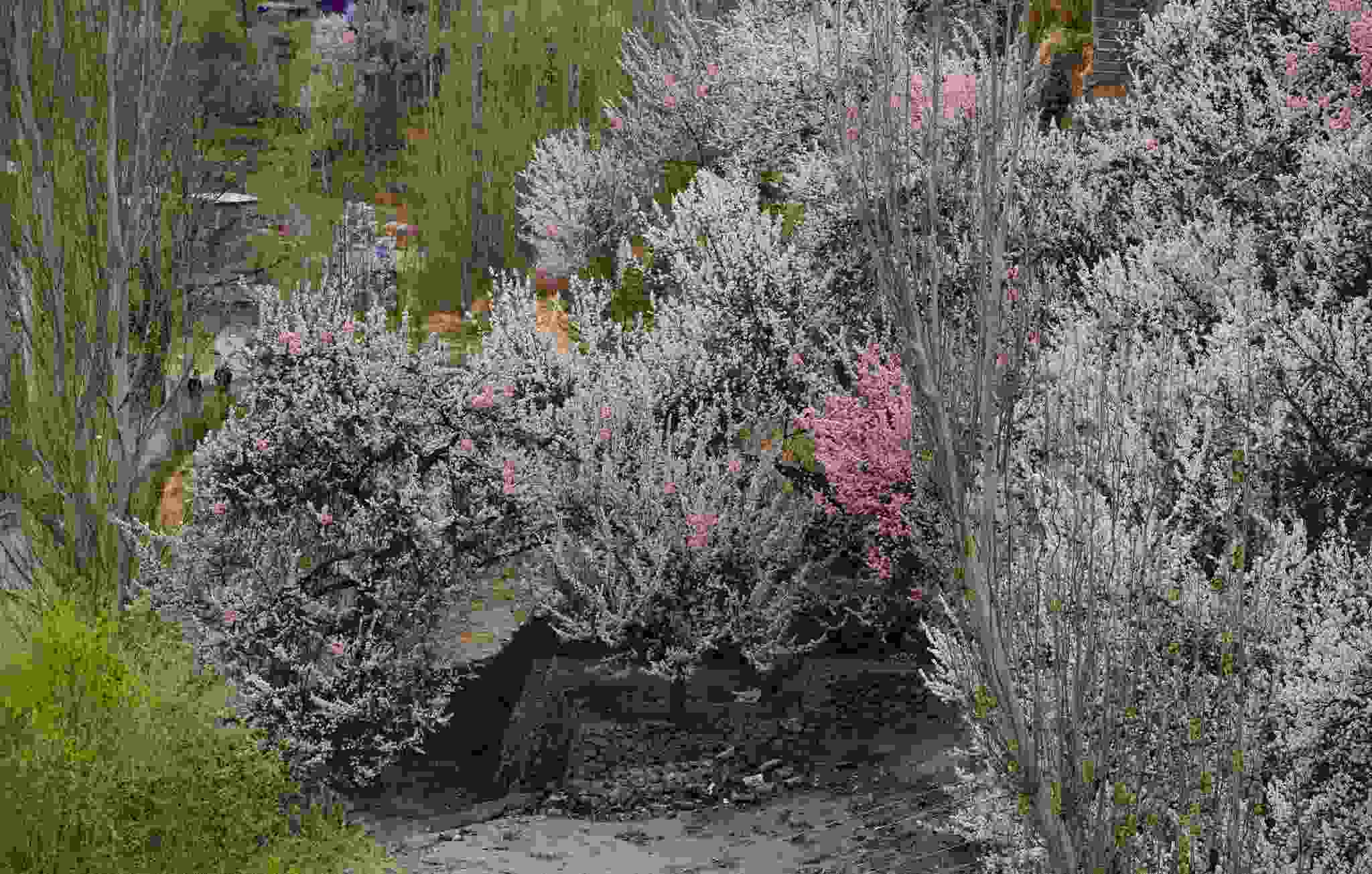 Spring in Hunza Valley Spring in Hunza Valley